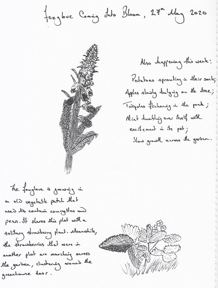 Foxgloves